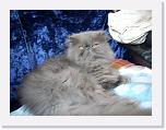 DSCN0325 * kot * 2560 x 1920 * (2.45MB)